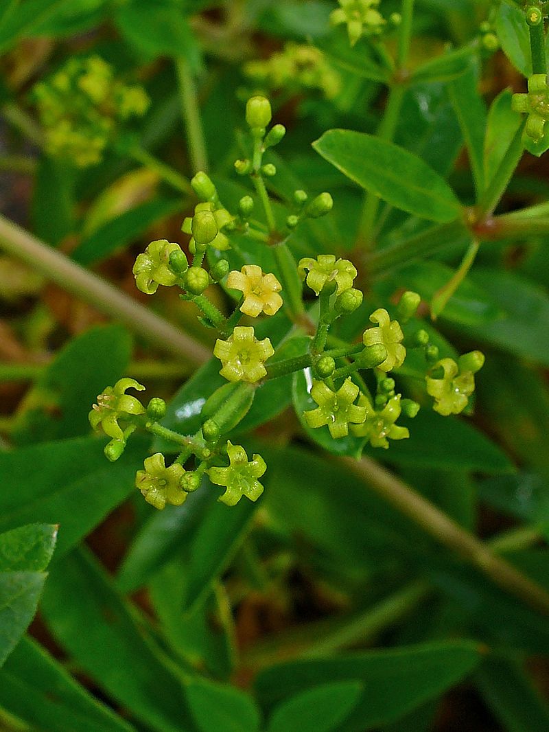 Rubia tinctorum plant showing whorled leaves and small yellowish flowers