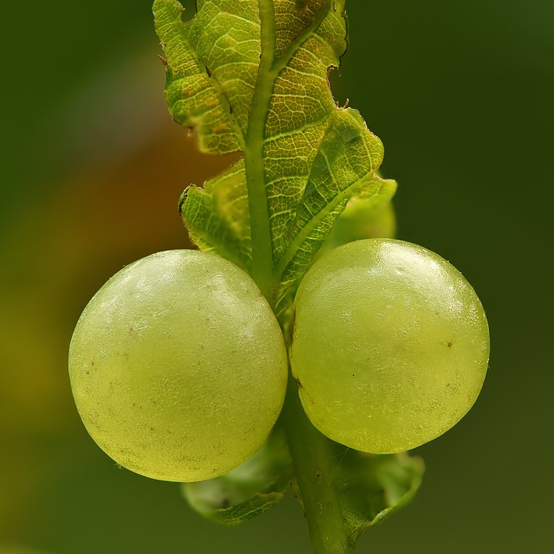 Oak apple gall growing on an oak branch