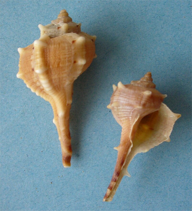 Shell of Bolinus brandaris, the spiny dye-murex sea snail
